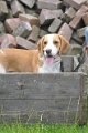Afb_20130623_Benny (1)